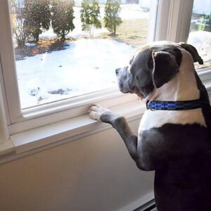 Dog scratching window